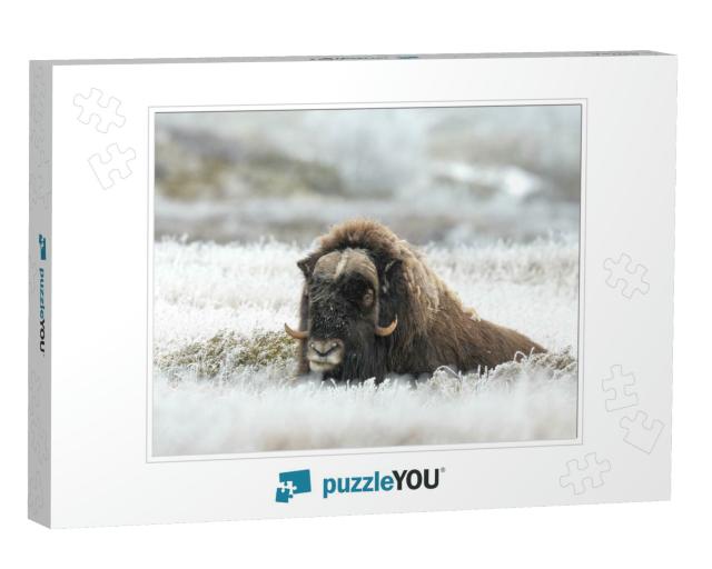Musk Ox on Mountain... Jigsaw Puzzle