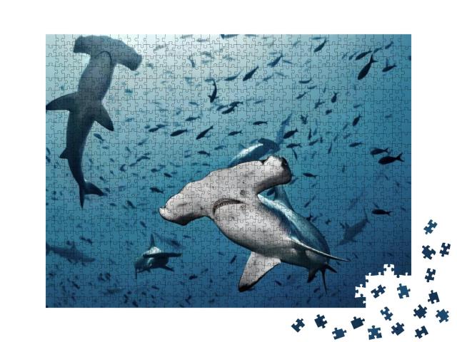 Hammerhead Shark, Cocos Island, Costa Rica/Close Contact... Jigsaw Puzzle with 1000 pieces