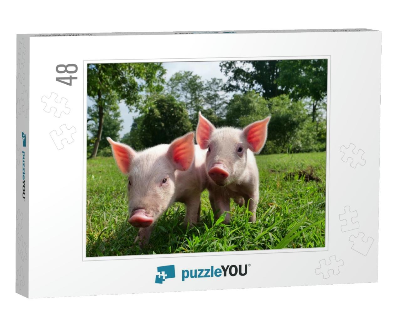 Pig Cute Newborn Standing on a Grass Lawn. Concept of Bio... Jigsaw Puzzle with 48 pieces