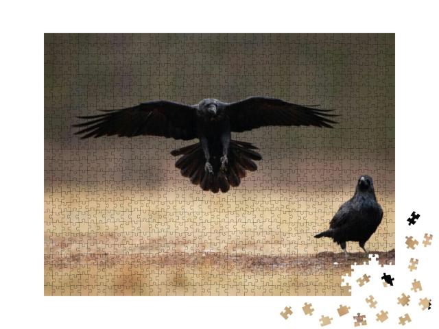 Common Raven, Corvus Corax, Northern Raven... Jigsaw Puzzle with 1000 pieces