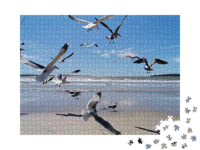 Seagull Flying At Seaside in a Warm Sunny Day in Morocco... Jigsaw Puzzle with 1000 pieces