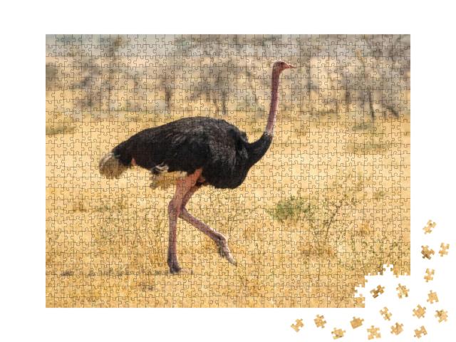 Ostrich Walking, Safari, Africa... Jigsaw Puzzle with 1000 pieces