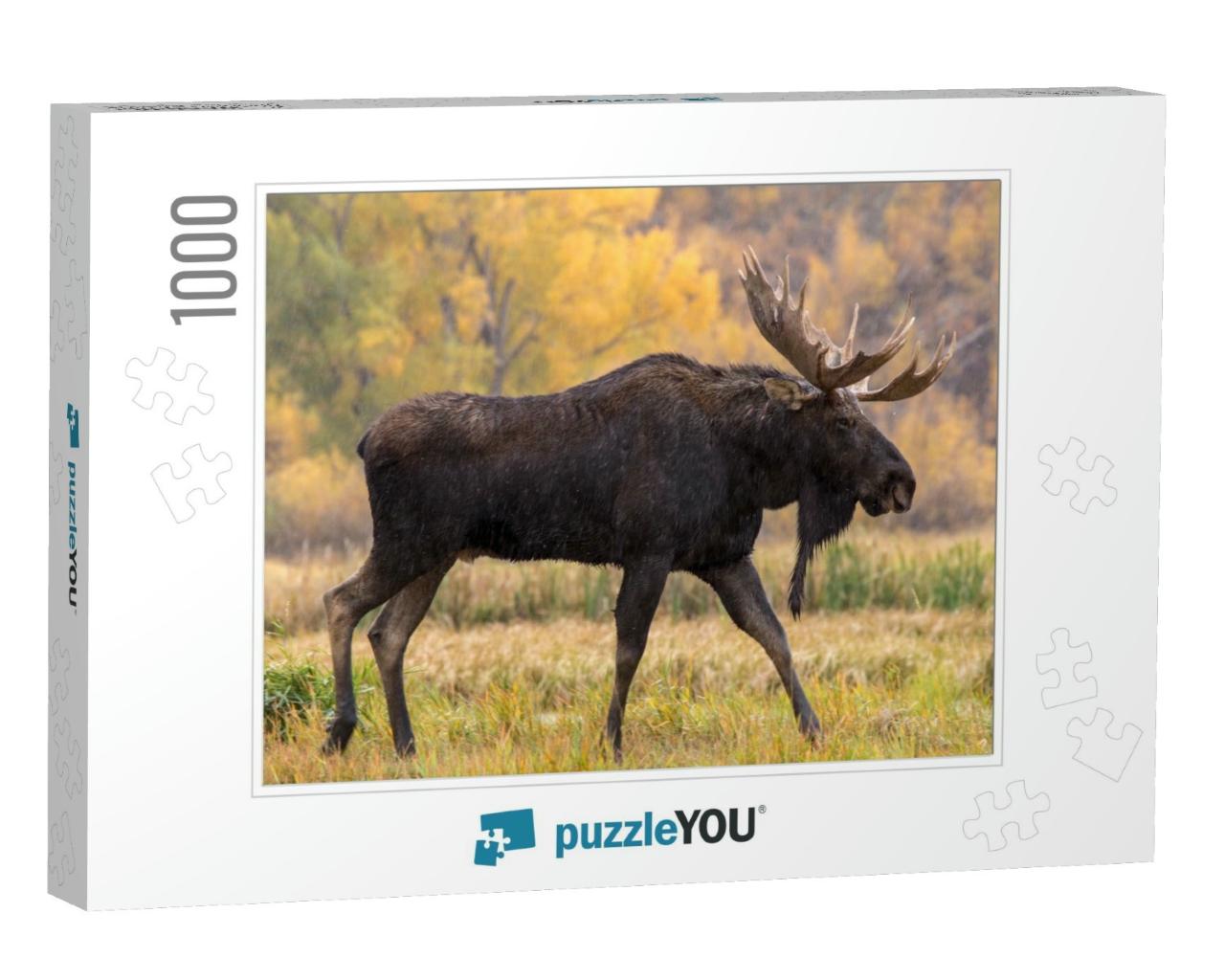 Bull Moose Walking in the Rain... Jigsaw Puzzle with 1000 pieces