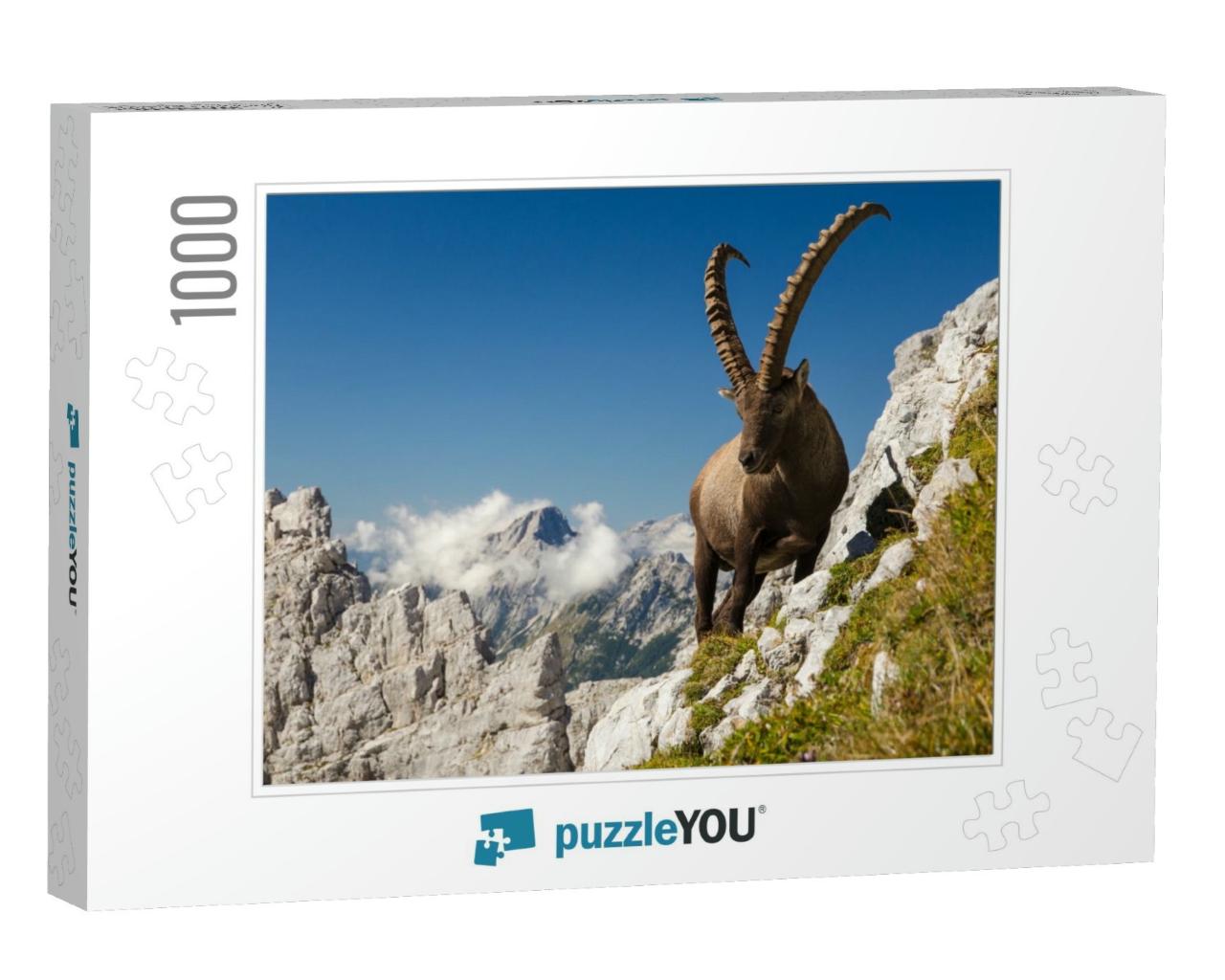 King of the Mountains - Alpine Ibex Capra Ibex. Slovenian... Jigsaw Puzzle with 1000 pieces