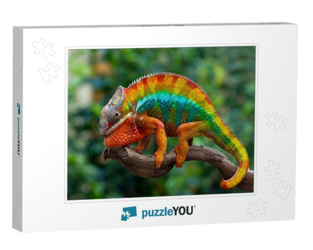 Beautiful of Chameleon Panther, Chameleon Panther on Bran... Jigsaw Puzzle