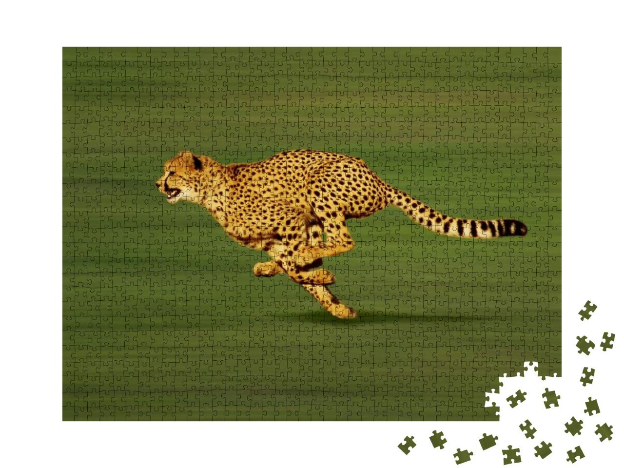 Cheetah, Acinonyx Jubatus, Adult Running... Jigsaw Puzzle with 1000 pieces