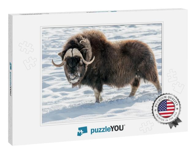 The Muskox Ovibos Moschatus, Also Spelled Musk Ox & Musk-... Jigsaw Puzzle
