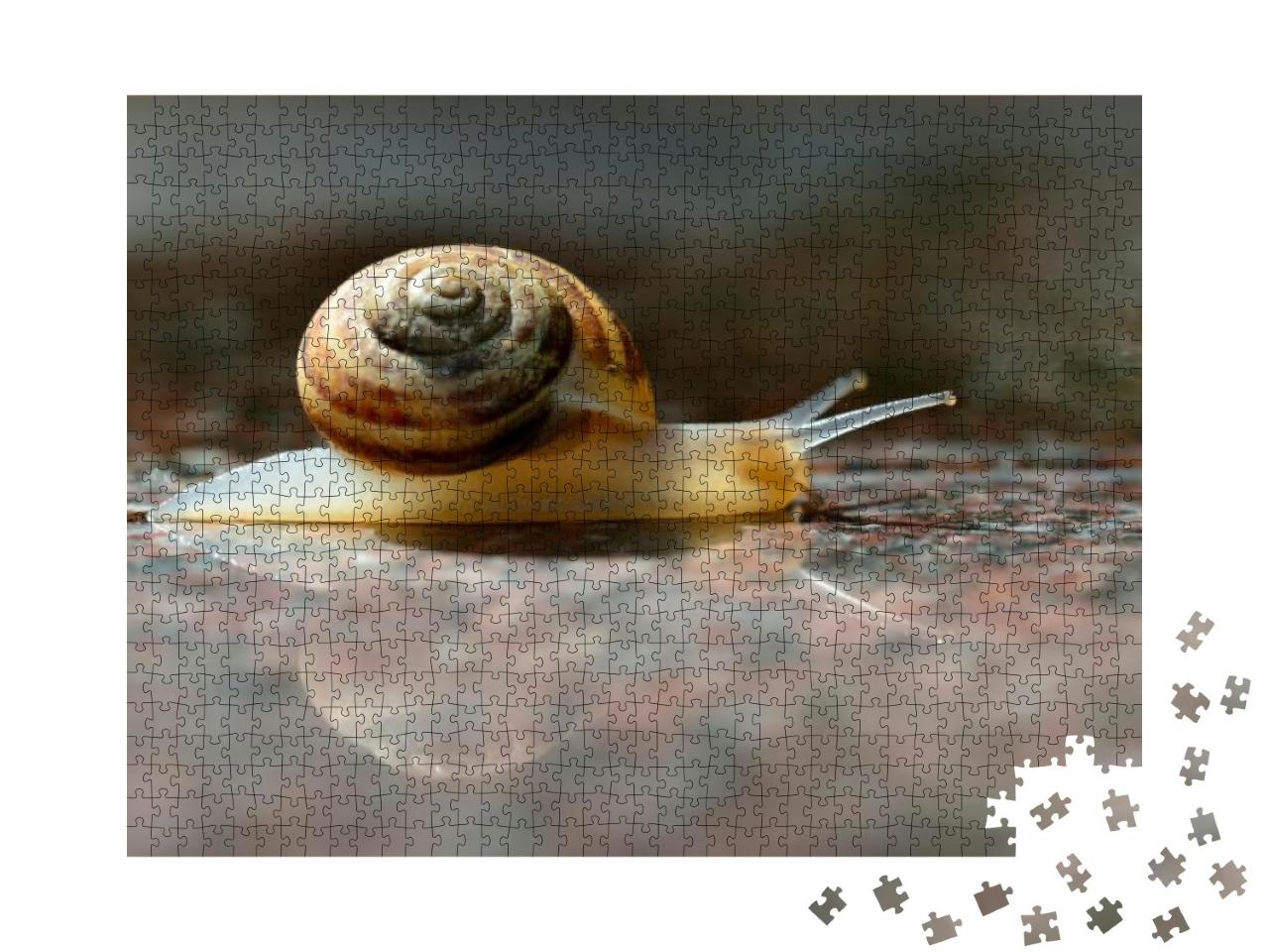 Garden Snail Helix After Rain... Jigsaw Puzzle with 1000 pieces
