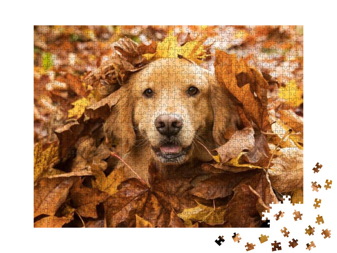 Golden Retriever Dog in a Pile of Fall Leaves... Jigsaw Puzzle with 1000 pieces