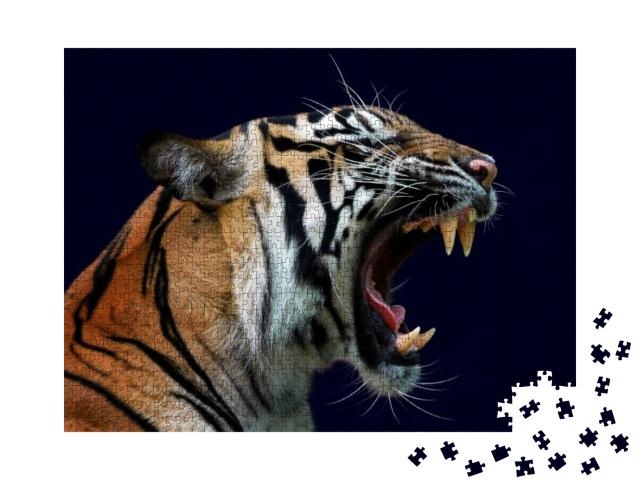 Angry Face of Sumatran Tiger, Animal Angry, Head of Tiger... Jigsaw Puzzle with 1000 pieces
