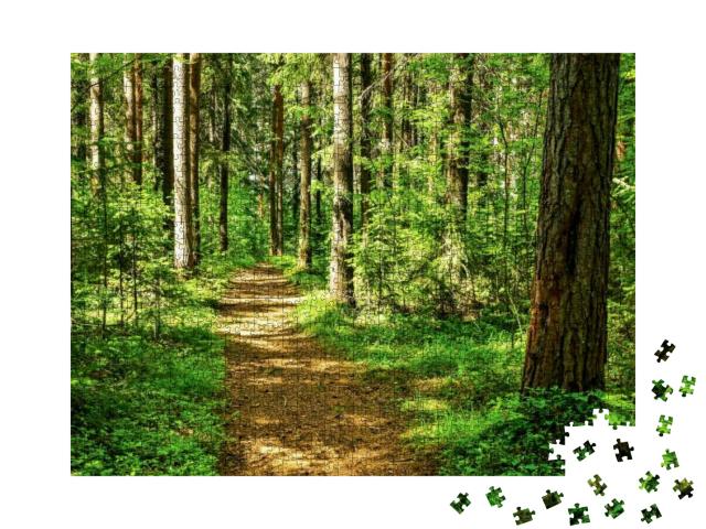 Forest Trail Scene. Woodland Path... Jigsaw Puzzle with 1000 pieces