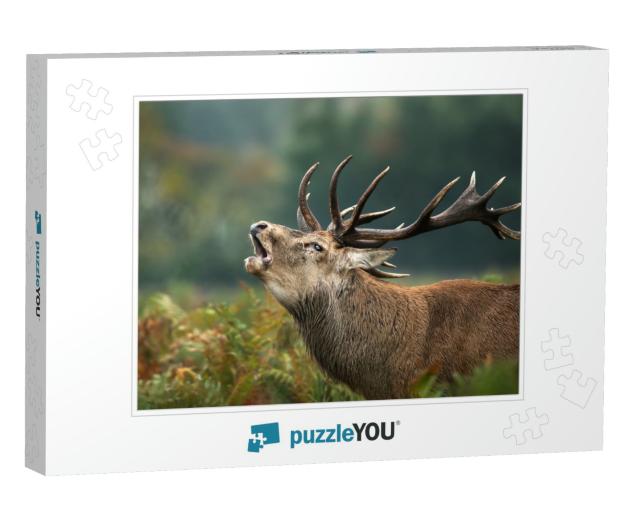 Close Up of a Red Deer Stag Roaring During Rutting Season... Jigsaw Puzzle