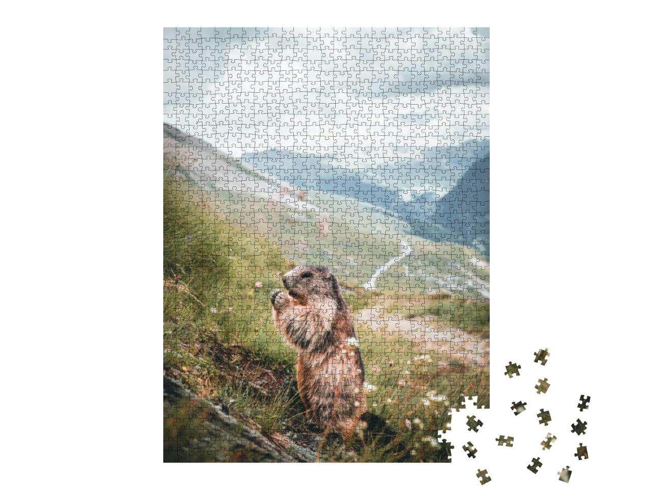 Portrait of Alpine Marmot, Marmot on a Rock in Austria... Jigsaw Puzzle with 1000 pieces