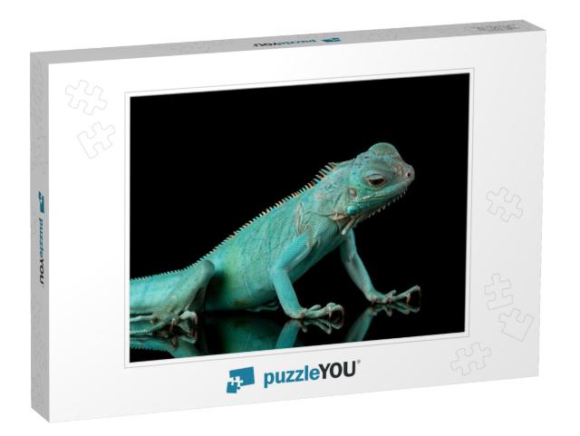 Blue Iguana Closeup on Branch with Black Background, Blue... Jigsaw Puzzle