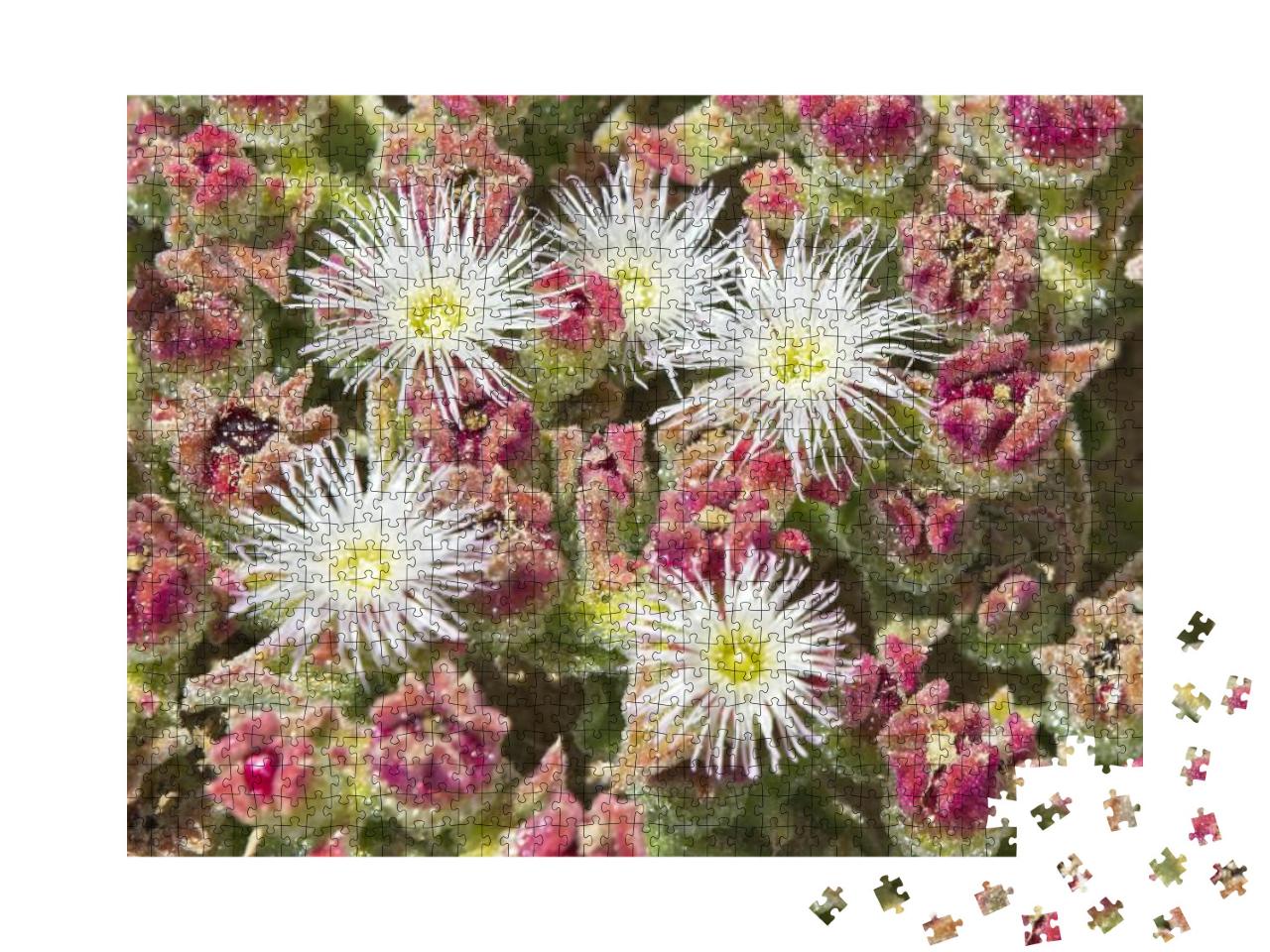 Mesembryanthemum Crystallinum Crystalline Ice Plant Growi... Jigsaw Puzzle with 1000 pieces