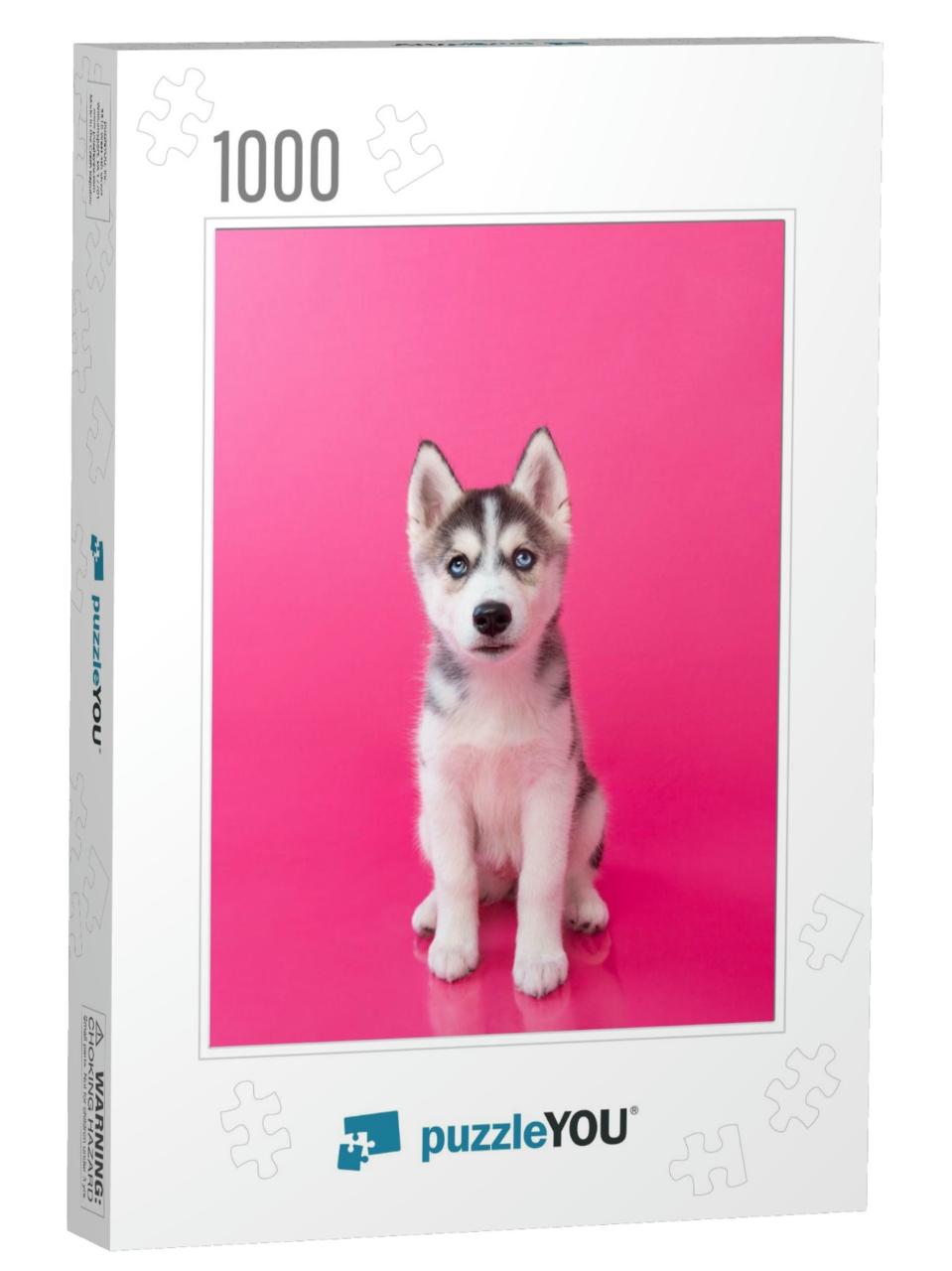 Siberian Husky Puppy Sitting with Pink Background... Jigsaw Puzzle with 1000 pieces