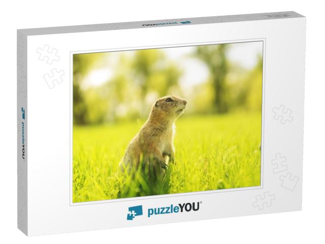 Marmot in the Grass. Gopher Portrait in Sunny Meadow... Jigsaw Puzzle