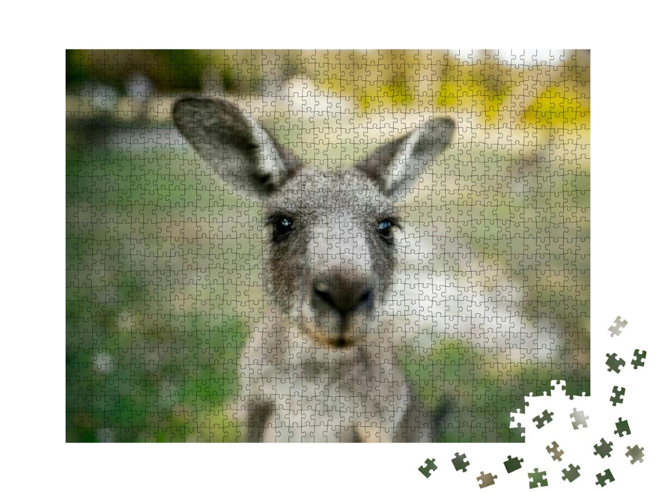 Close Up of a Kangaroo Looking Directly At the Camera... Jigsaw Puzzle with 1000 pieces