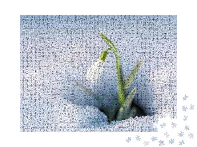 First Flowers. Spring Snowdrops Flowers in the Snow... Jigsaw Puzzle with 1000 pieces