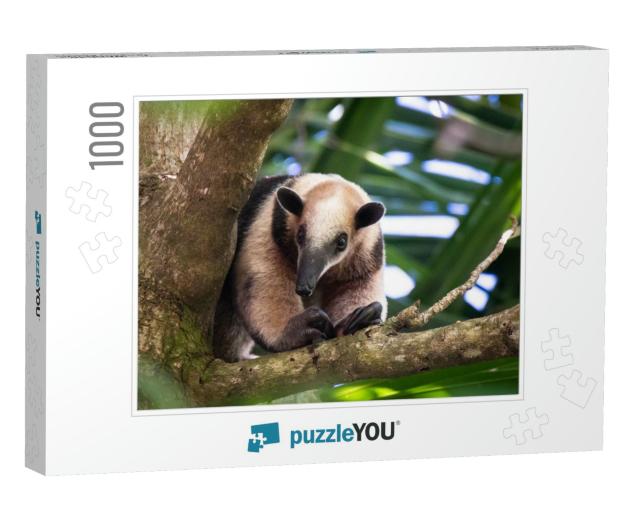 Tree Anteater Costa Rica Wild... Jigsaw Puzzle with 1000 pieces