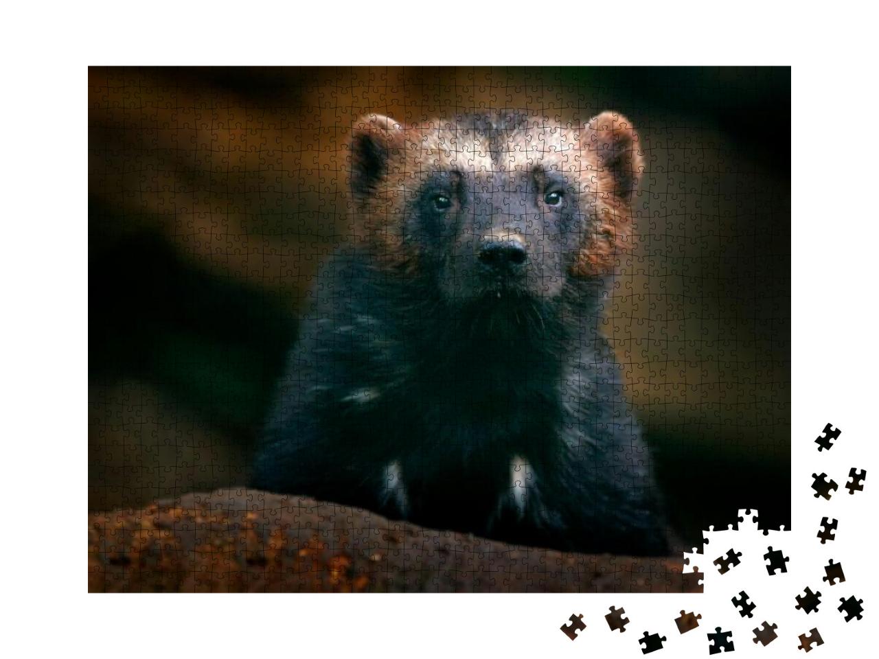 Wolverine Portrait. Detail Close-Up of Wild Animal. Wolve... Jigsaw Puzzle with 1000 pieces