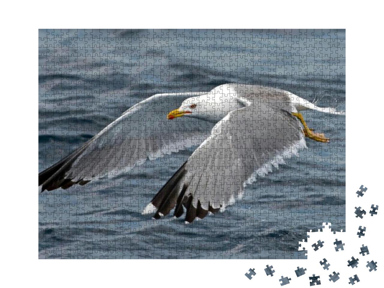 Seagull Outdoor Sea Fly Freedom... Jigsaw Puzzle with 1000 pieces