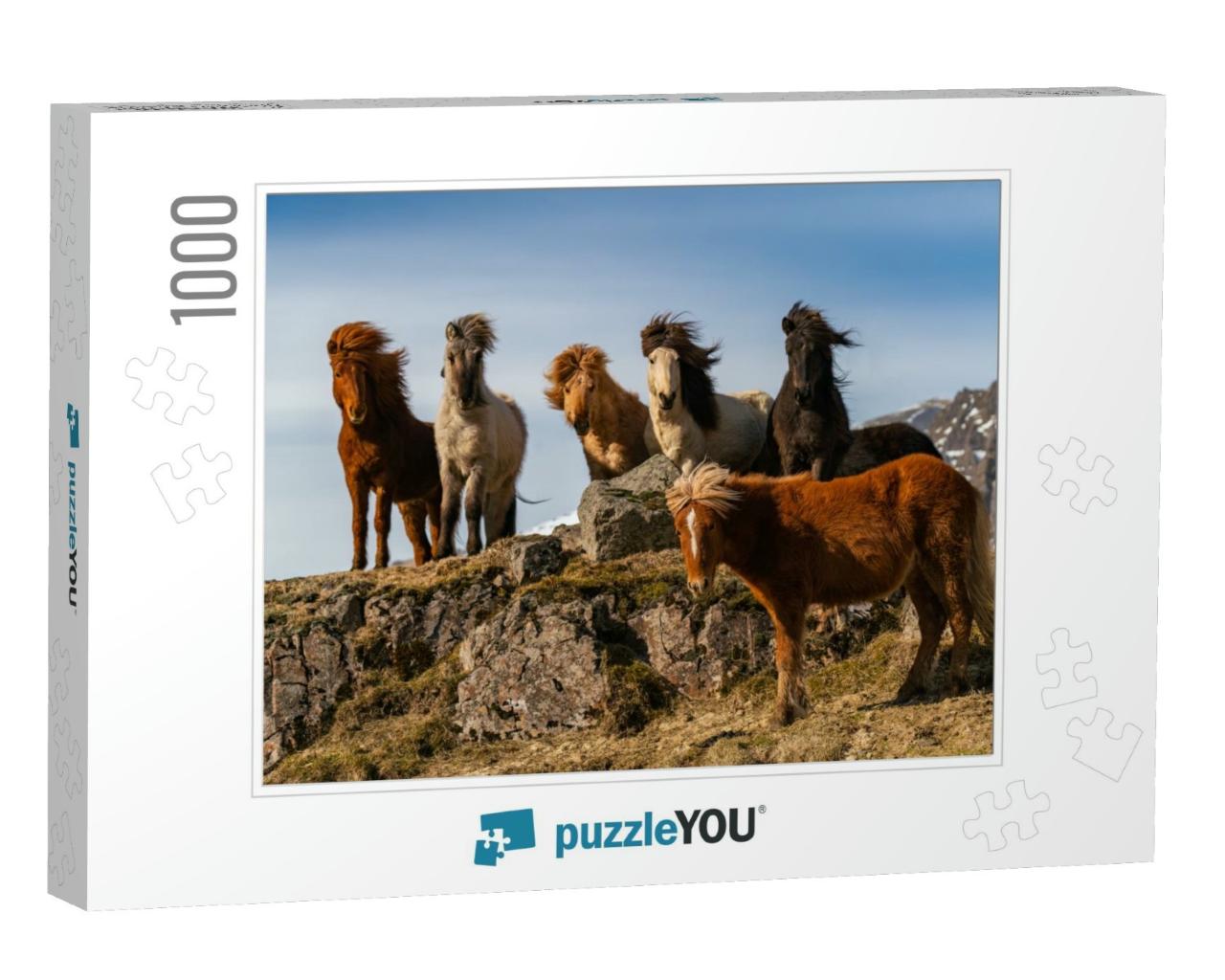 Icelandic Horses. the Icelandic Horse is a Breed of Horse... Jigsaw Puzzle with 1000 pieces