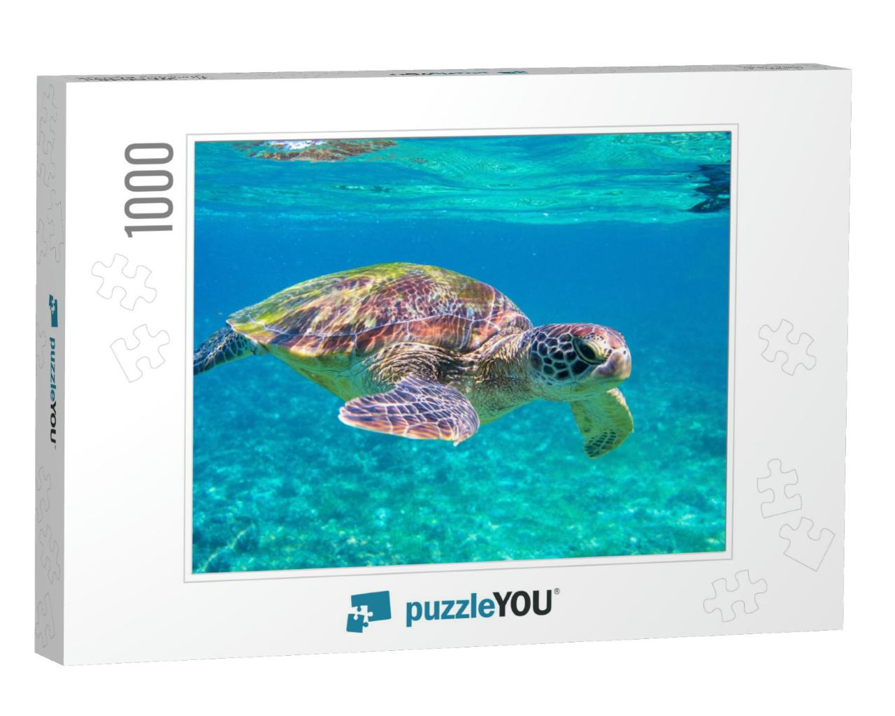 Cute Sea Turtle in Blue Water of Tropical Sea. Green Turt... Jigsaw Puzzle with 1000 pieces