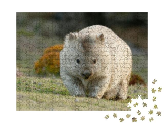 Australia, Tasmania, the Common Wombat Vombatus Ursinus... Jigsaw Puzzle with 1000 pieces