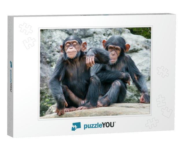 Two Playful Baby Chimpanzees Sitting Side by Side... Jigsaw Puzzle