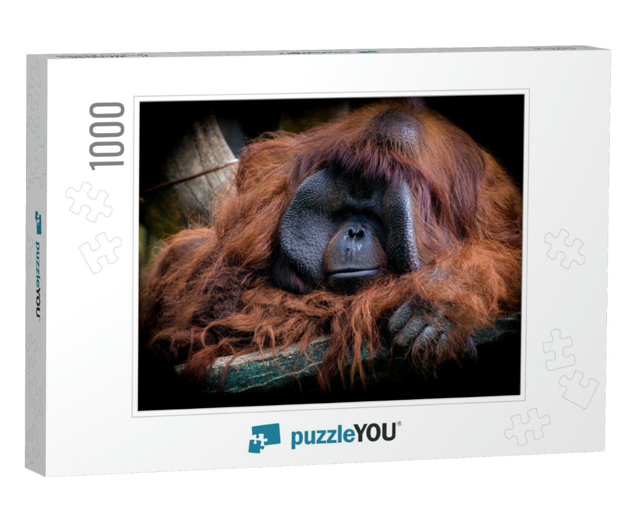 The Male Bornean Orangutan Pongo Pygmaeus is a Species of... Jigsaw Puzzle with 1000 pieces