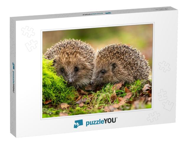 Hedgehogs Scientific Name Erinaceus Europaeus Two Wild, N... Jigsaw Puzzle