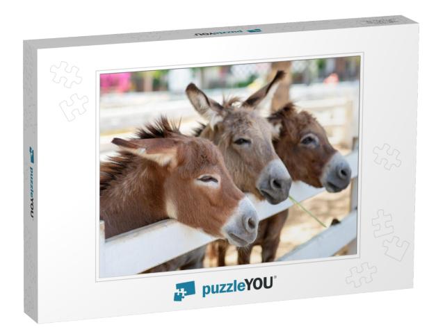 Three Horse or Donkey in the Farm. Head of Couple Brown H... Jigsaw Puzzle