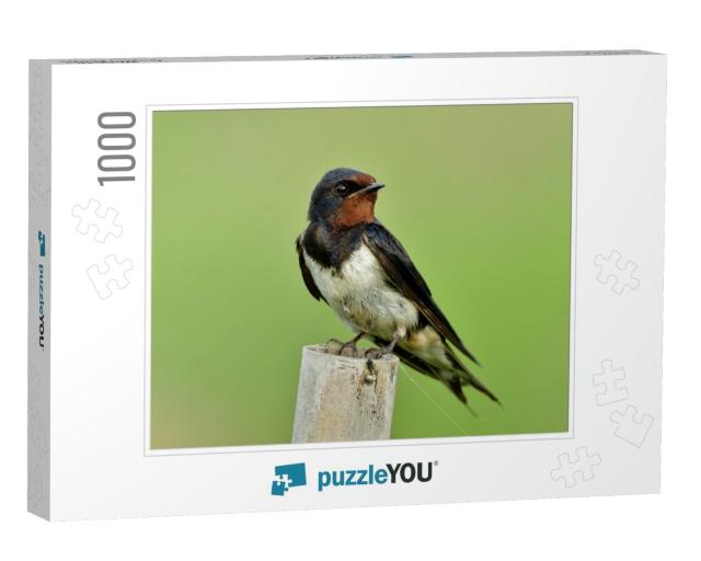 Barn Swallow Hirundo Rustica or Swift, Lovely Black Bird... Jigsaw Puzzle with 1000 pieces