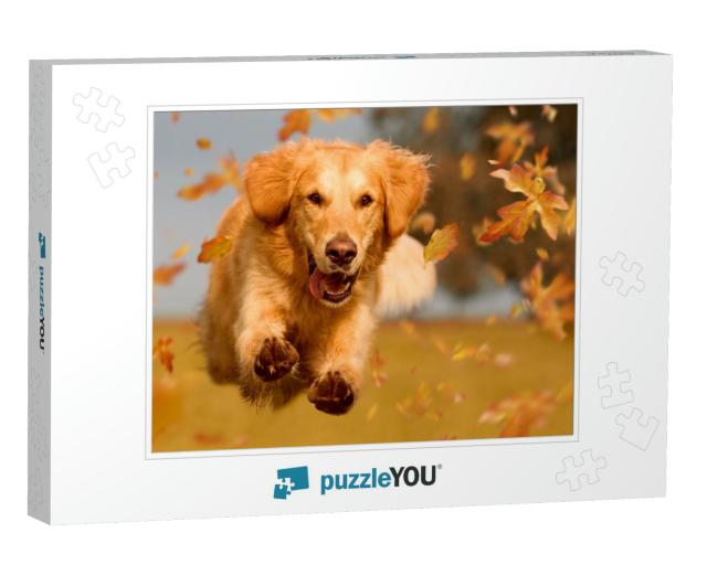 Dog, Golden Retriever Jumping Through Autumn Leaves in Au... Jigsaw Puzzle