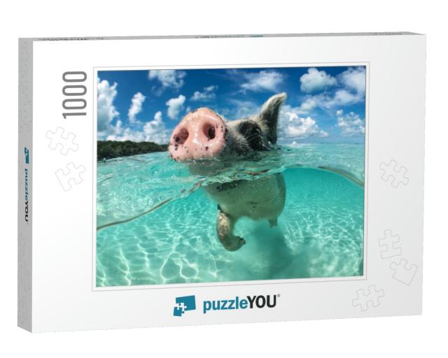 Wild, Swimming Pig on Big Majors Cay in the Bahamas... Jigsaw Puzzle with 1000 pieces
