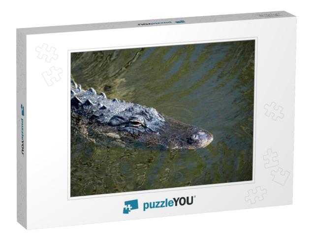 Ochopee, Florida. American Alligator, Alligator Mississip... Jigsaw Puzzle