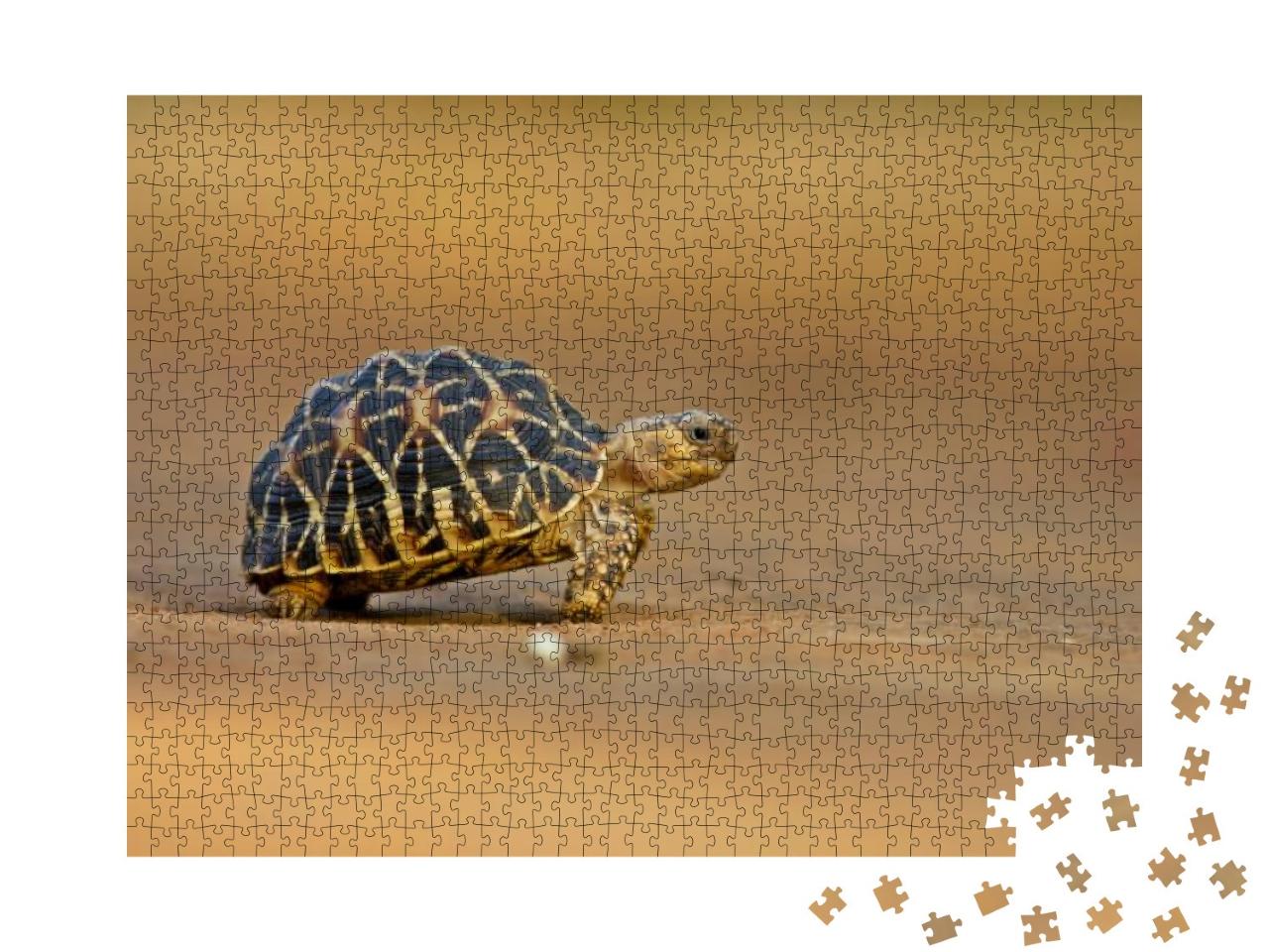 Indian Star Tortoise Side Pose... Jigsaw Puzzle with 1000 pieces