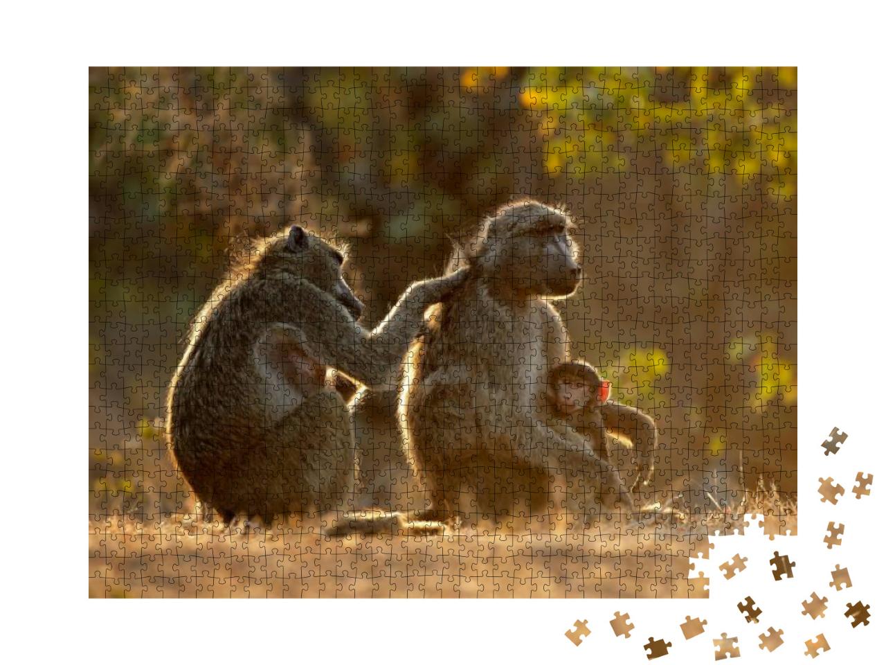 Backlit Family of Chacma Baboons Papio Ursinus, Kruger Na... Jigsaw Puzzle with 1000 pieces
