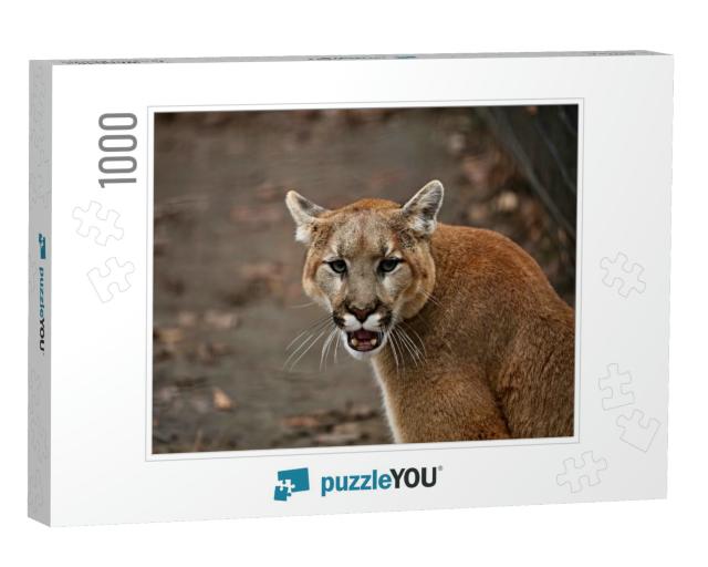 The Cougar Puma Concolor, Also Commonly Known By... Jigsaw Puzzle with 1000 pieces