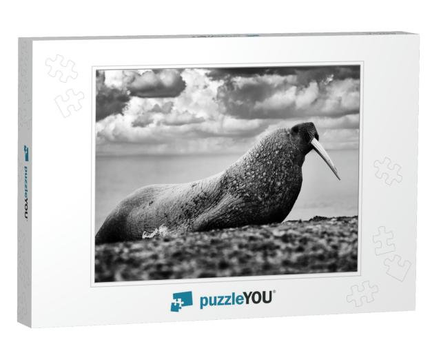 Nature - Black & White Art. Walrus on the Sand Beach. Det... Jigsaw Puzzle