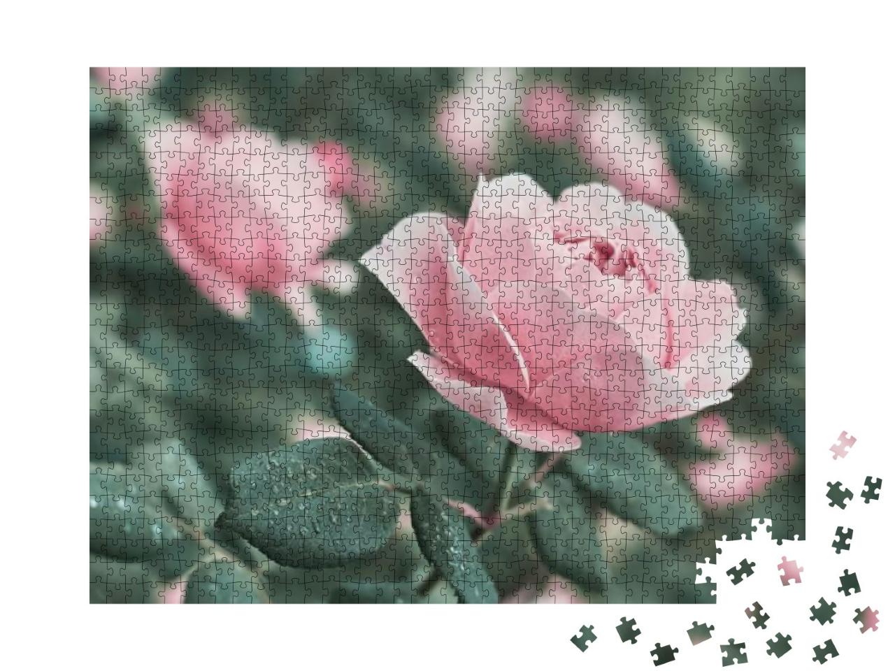 Rose Flower on Background Blurry Pink Roses Flower in the... Jigsaw Puzzle with 1000 pieces