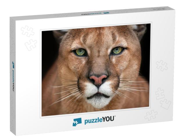 Puma Close Up Portrait with Beautiful Eyes Isolated on Bl... Jigsaw Puzzle