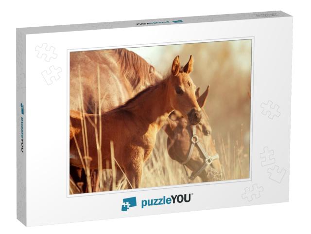 Cute Little Foal - Sunset Portrait... Jigsaw Puzzle