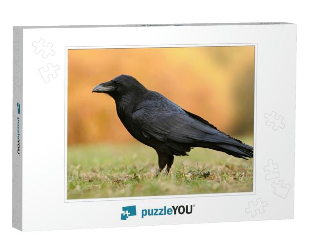The Common Raven Corvus Corax, Also Known as the Northern... Jigsaw Puzzle
