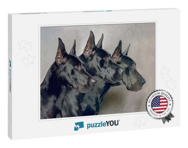 Three Generations of Great Dane Dogs... Jigsaw Puzzle