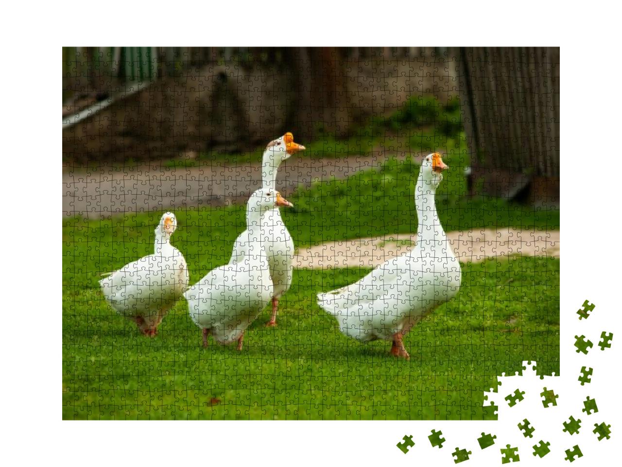 Flock of White Domestic Geese on the Pasture. Big White G... Jigsaw Puzzle with 1000 pieces