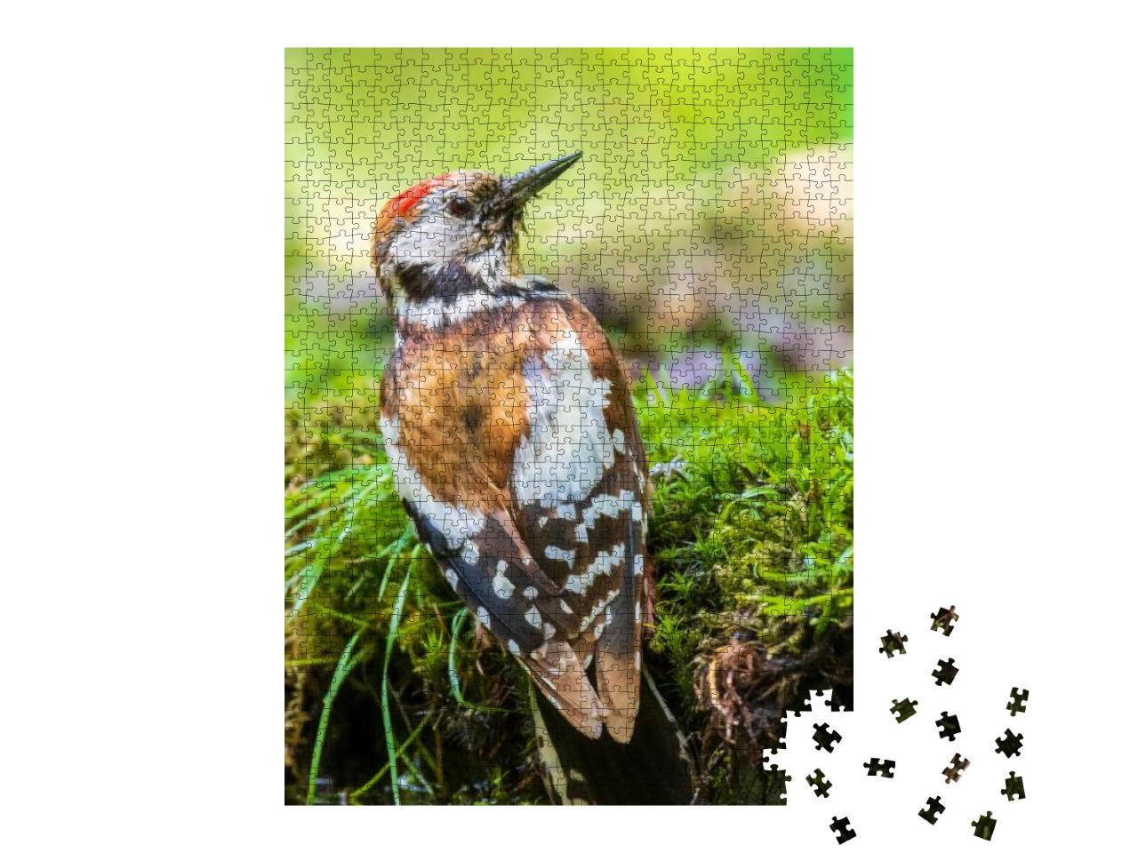 Closeup of a Middle Spotted Woodpecker, Dendrocoptes Medi... Jigsaw Puzzle with 1000 pieces