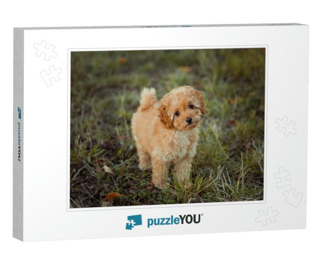 Little Brown Poodle. Small Puppy of Toy Poodle Breed. Cut... Jigsaw Puzzle