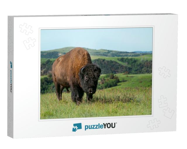 Young Bull Buffalo in Theodore Roosevelt National Park... Jigsaw Puzzle